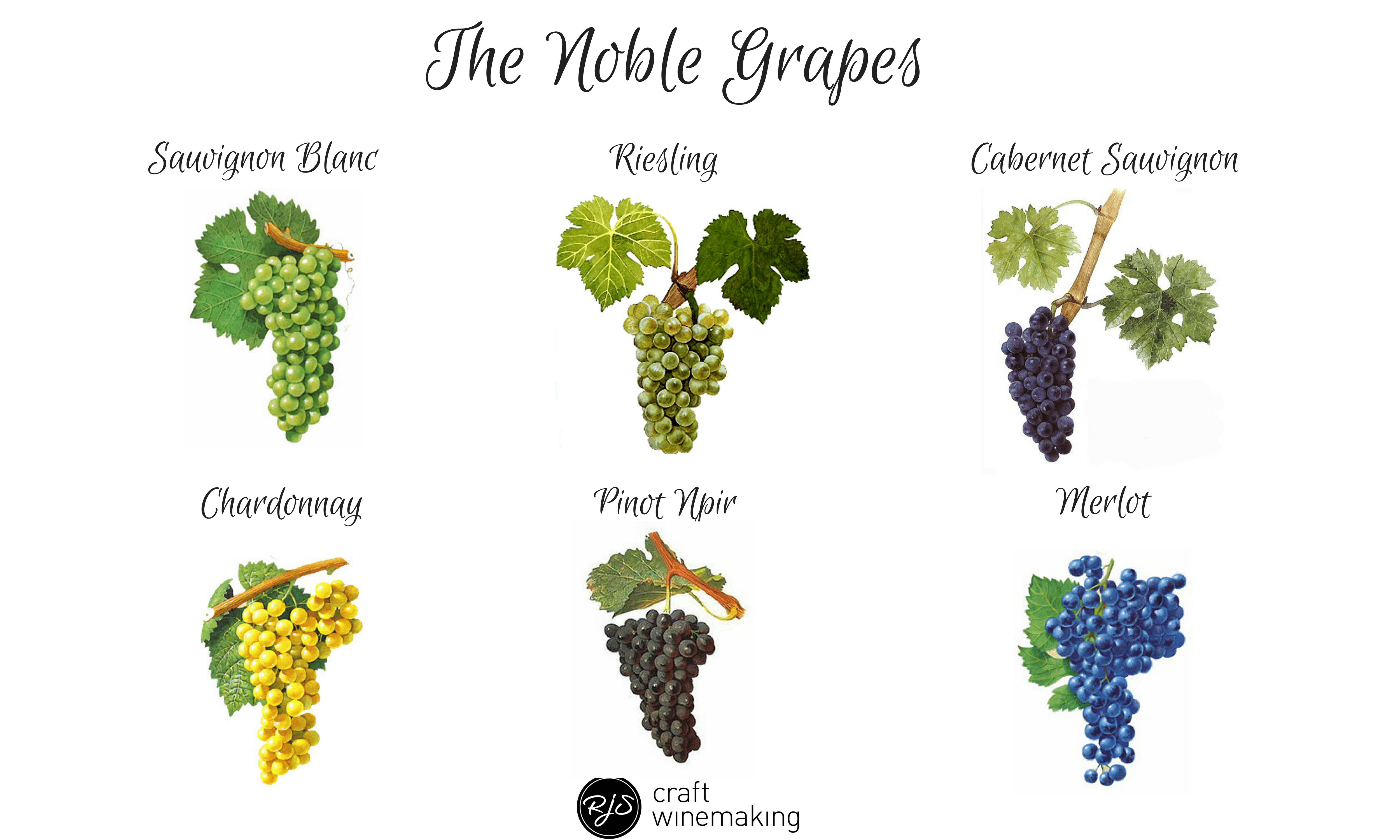 Grape varieties master class